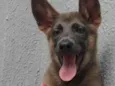 Cachorra