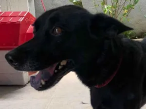 Cachorro raça SRD-ViraLata idade 1 ano nome Nina