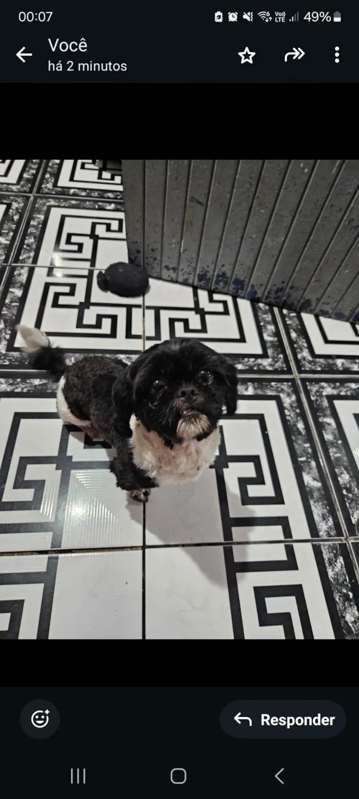 Cachorro ra a Shitzu idade 2 anos nome Desconhecido 