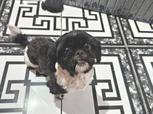 Cachorro raça Shitzu idade 2 anos nome Desconhecido 