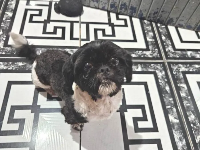 Cachorro ra a Shitzu idade 2 anos nome Desconhecido 