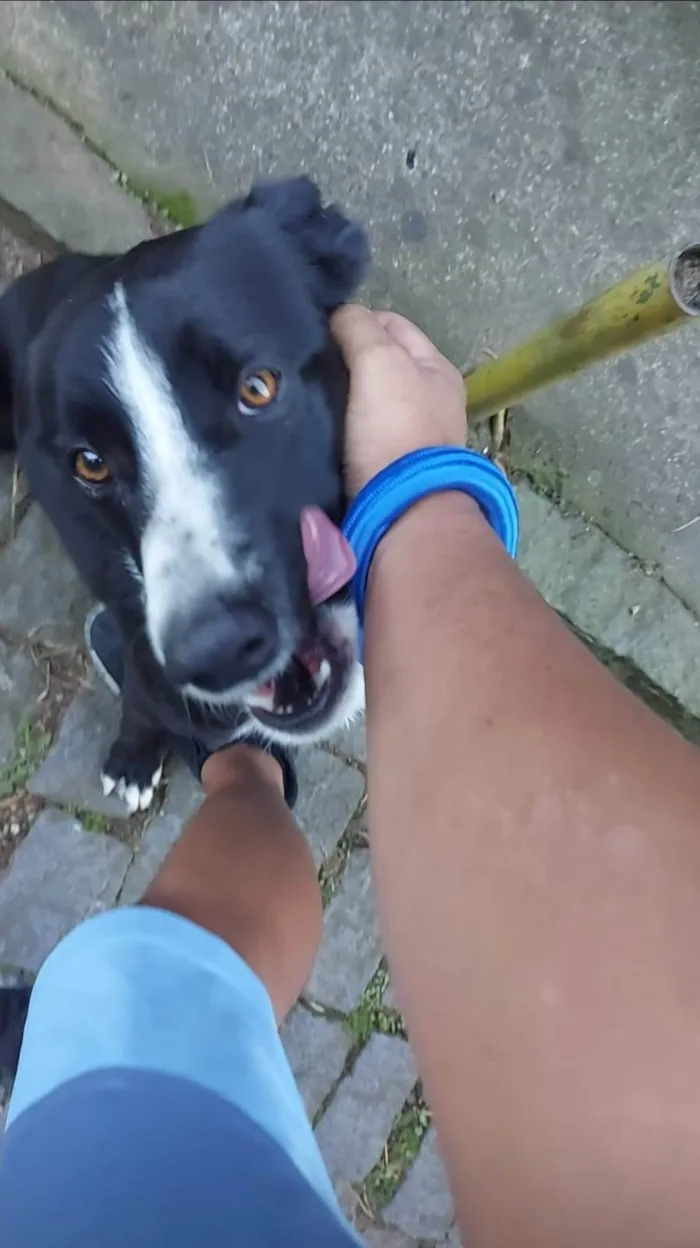 Cachorro ra a SRD-ViraLata idade 4 anos nome Lucky 