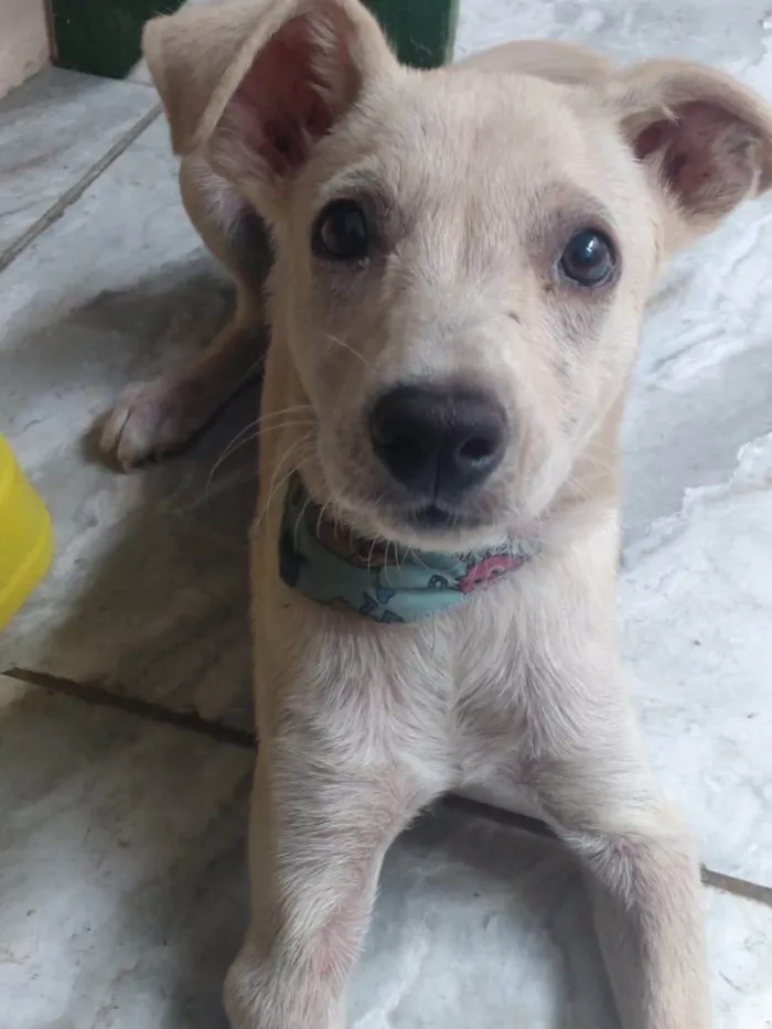 Cachorro ra a SRD-ViraLata idade 2 a 6 meses nome nina