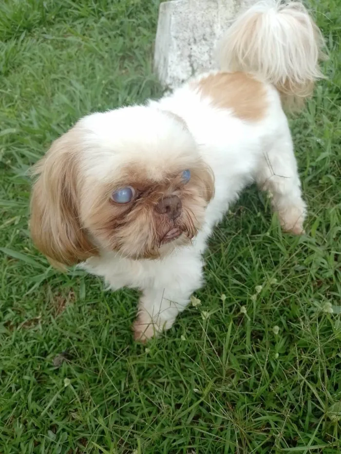 Cachorro ra a Shitzu idade 2 anos nome Toddy