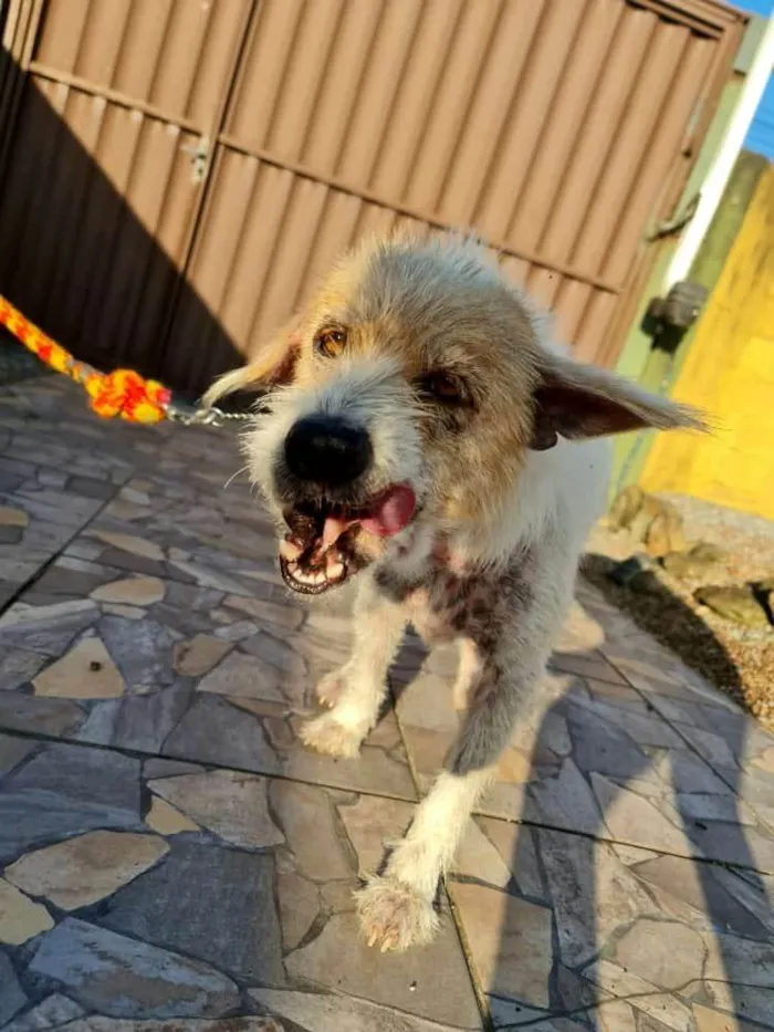 Cachorro ra a SRD-ViraLata idade 4 anos nome Chico