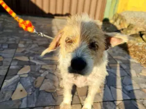 Cachorro raça SRD-ViraLata idade 4 anos nome Chico