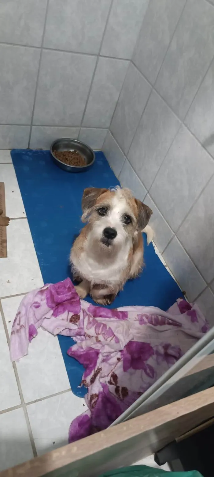 Cachorro ra a SRD-ViraLata idade 5 anos nome Anakin 