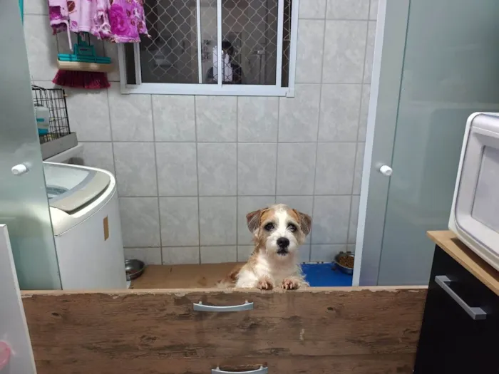 Cachorro ra a SRD-ViraLata idade 5 anos nome Anakin 