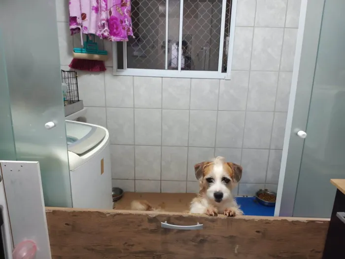 Cachorro ra a SRD-ViraLata idade 5 anos nome Anakin 