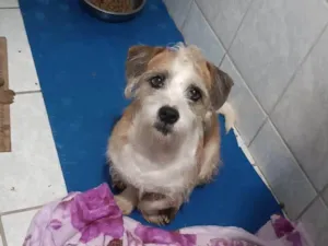 Cachorro raça SRD-ViraLata idade 5 anos nome Anakin 