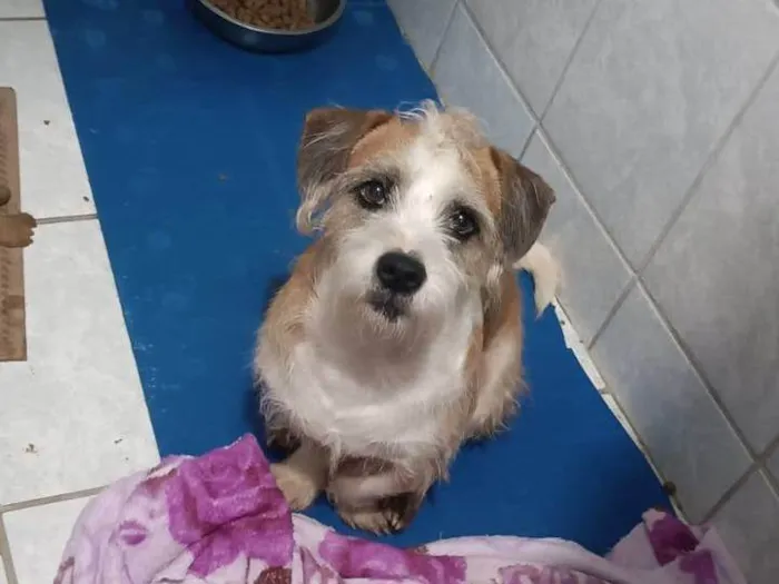 Cachorro ra a SRD-ViraLata idade 5 anos nome Anakin 