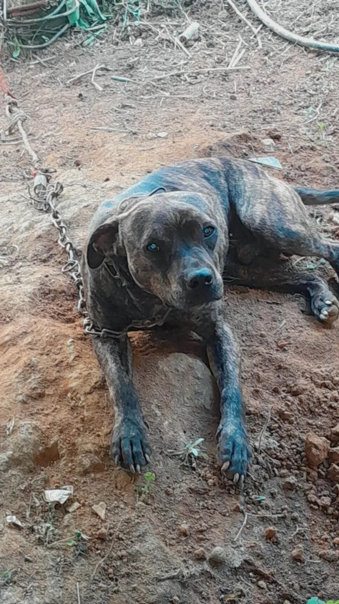 Cachorro ra a SRD-ViraLata idade 1 ano nome Zeus 