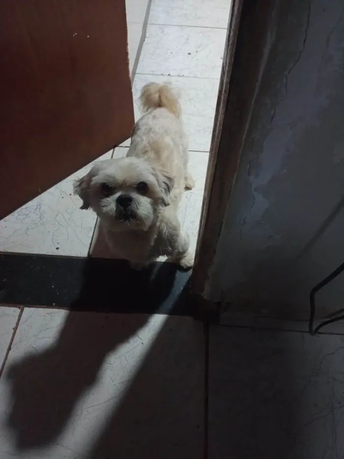 Cachorro ra a Shitzu idade 5 anos nome Brutos