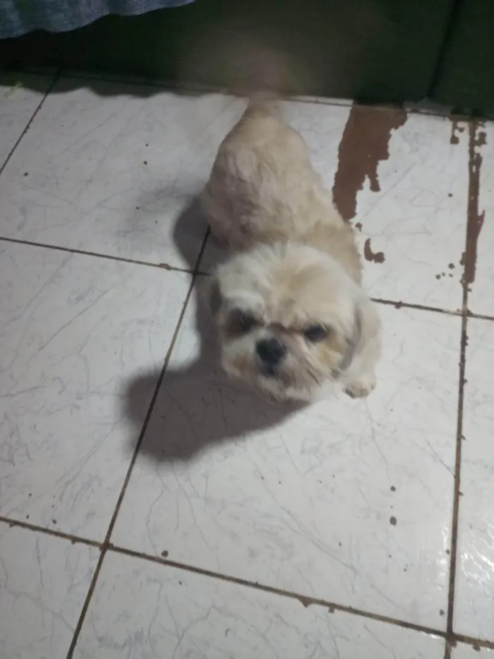 Cachorro ra a Shitzu idade 5 anos nome Brutos