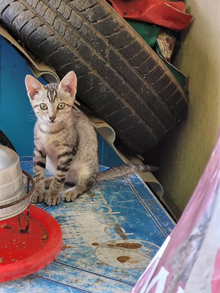 Gato ra a SRD-ViraLata idade 2 a 6 meses nome Tito