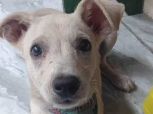 Cachorro raça SRD-ViraLata idade 2 a 6 meses nome nina