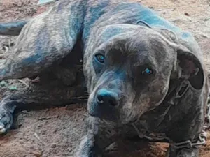 Cachorro raça SRD-ViraLata idade 1 ano nome Zeus 