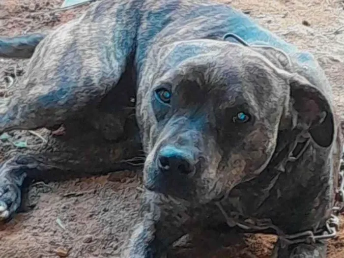 Cachorro ra a SRD-ViraLata idade 1 ano nome Zeus 