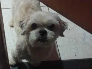 Cachorro raça Shitzu idade 5 anos nome Brutos