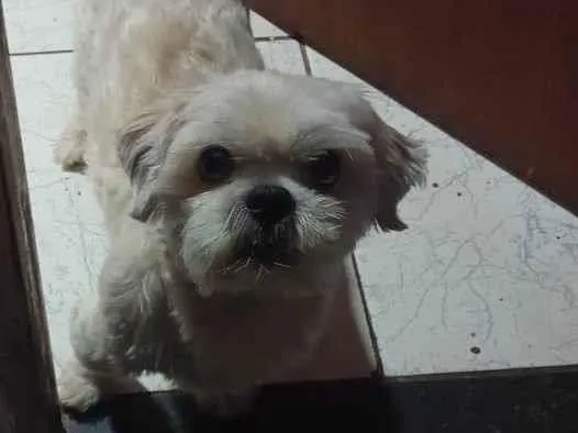 Cachorro ra a Shitzu idade 5 anos nome Brutos