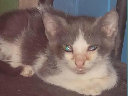 Gato raça SRD-ViraLata idade 2 a 6 meses nome Tom