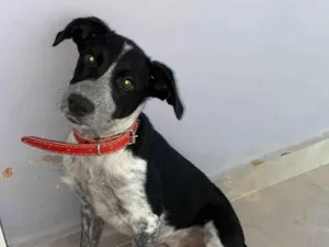 Cachorro raça SRD-ViraLata idade 2 a 6 meses nome Lia