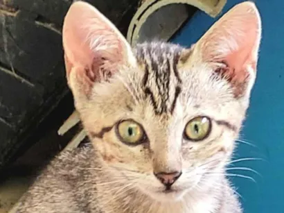 Gato raça SRD-ViraLata idade 2 a 6 meses nome Tito