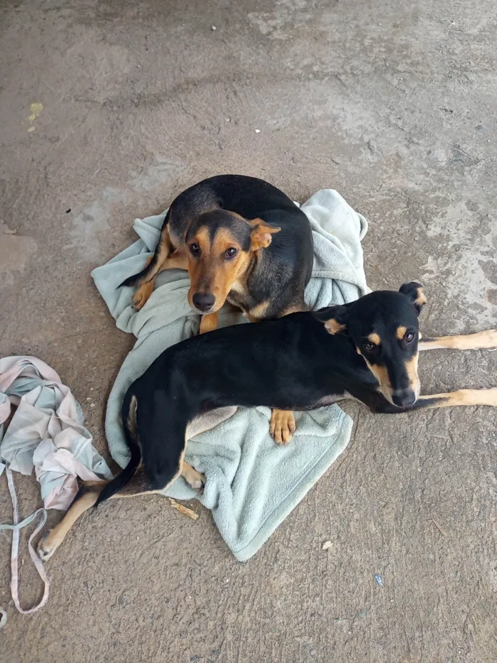 Cachorro ra a SRD-ViraLata idade 7 a 11 meses nome Juninho e Nina 