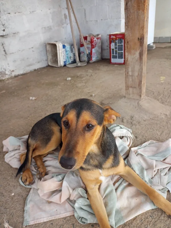 Cachorro ra a SRD-ViraLata idade 7 a 11 meses nome Juninho e Nina 