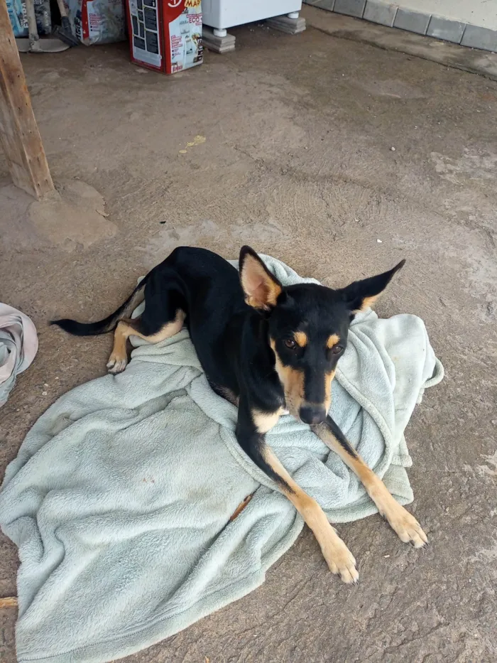 Cachorro ra a SRD-ViraLata idade 7 a 11 meses nome Juninho e Nina 