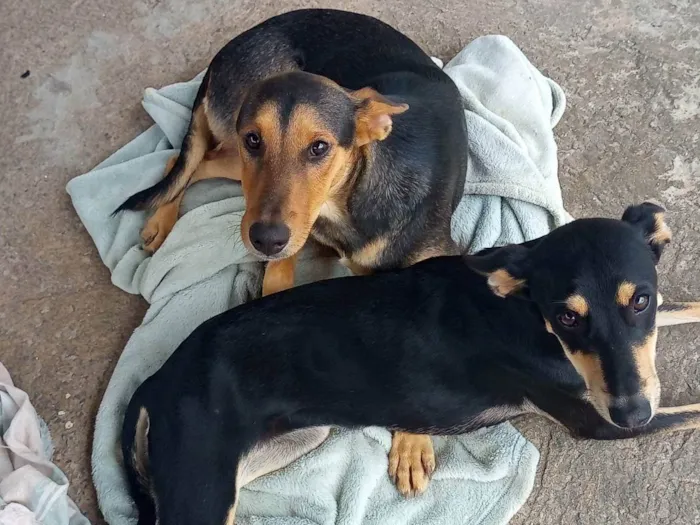 Cachorro ra a SRD-ViraLata idade 7 a 11 meses nome Juninho e Nina 