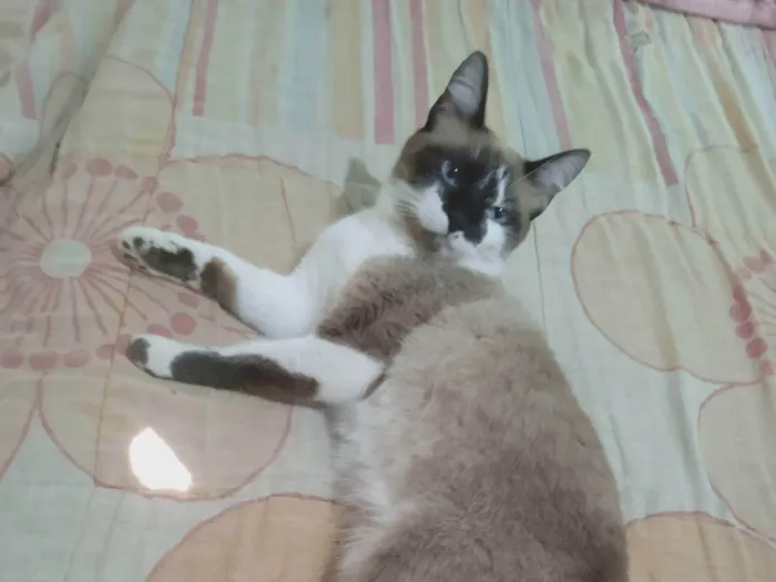 Gato ra a SRD-ViraLata idade 2 anos nome Nina