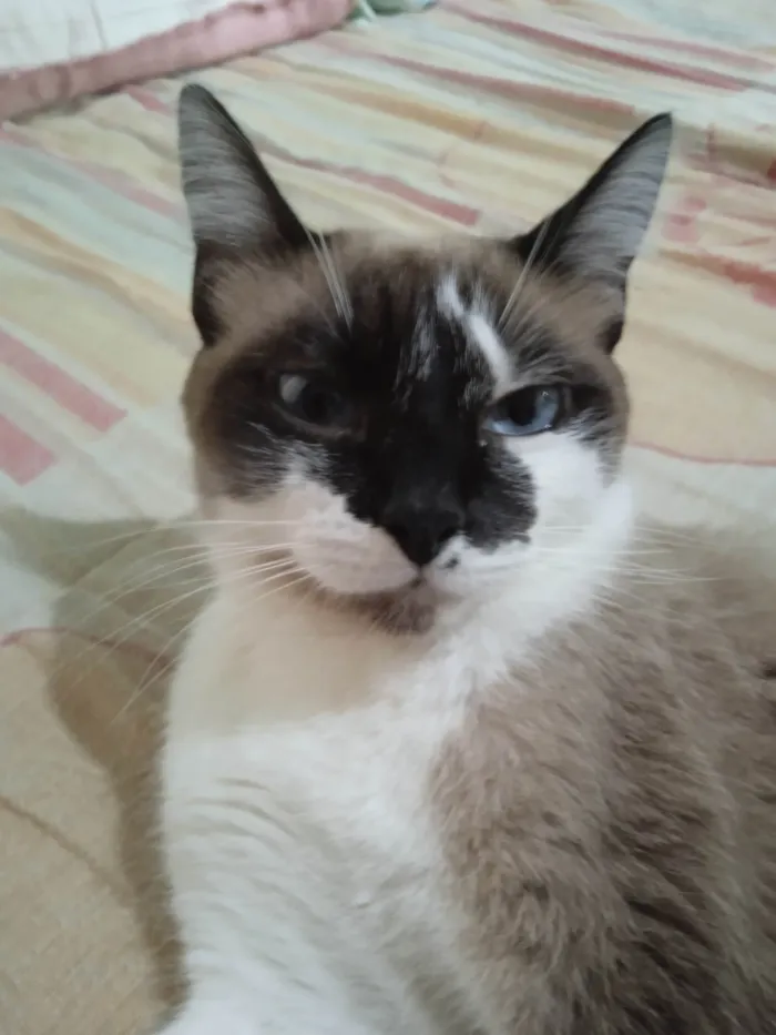 Gato ra a SRD-ViraLata idade 2 anos nome Nina