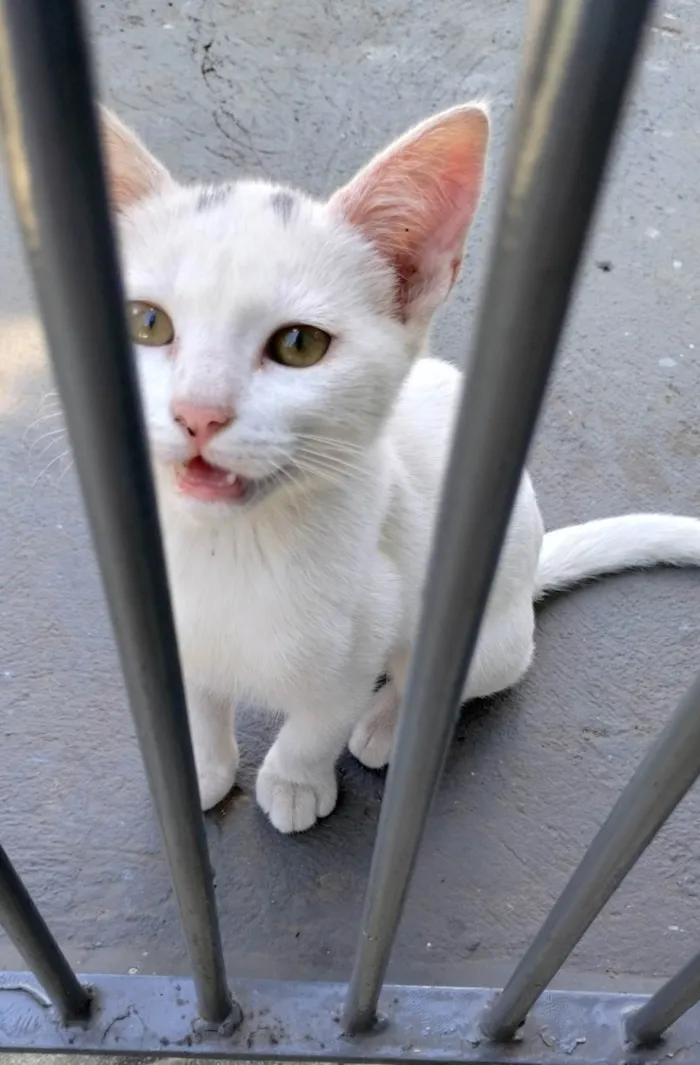 Gato ra a SRD-ViraLata idade 2 a 6 meses nome Ghost