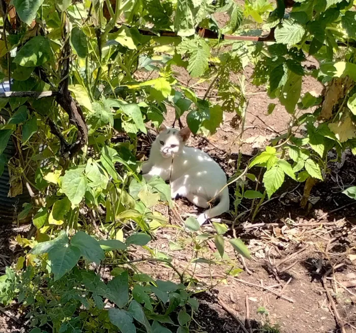 Gato ra a SRD-ViraLata idade 2 a 6 meses nome Ghost