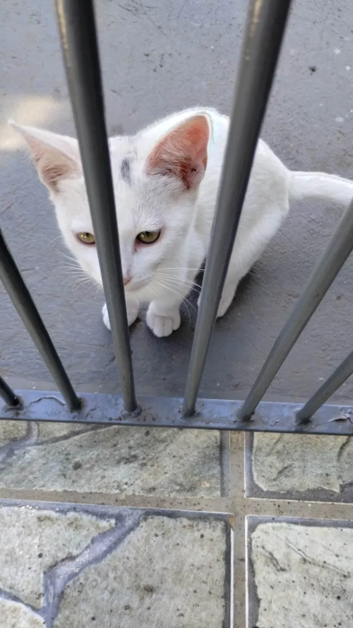 Gato ra a SRD-ViraLata idade 2 a 6 meses nome Ghost