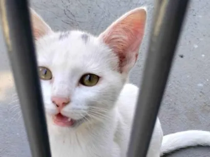 Gato raça SRD-ViraLata idade 2 a 6 meses nome Ghost