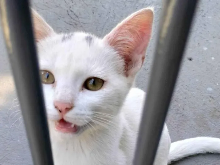 Gato ra a SRD-ViraLata idade 2 a 6 meses nome Ghost