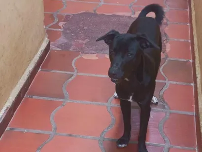 Cachorro raça SRD-ViraLata idade 2 a 6 meses nome Colty