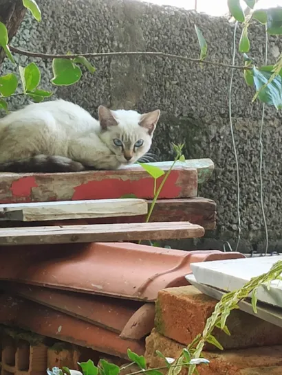 Gato raça SRD-ViraLata idade 2 a 6 meses nome Me adota 