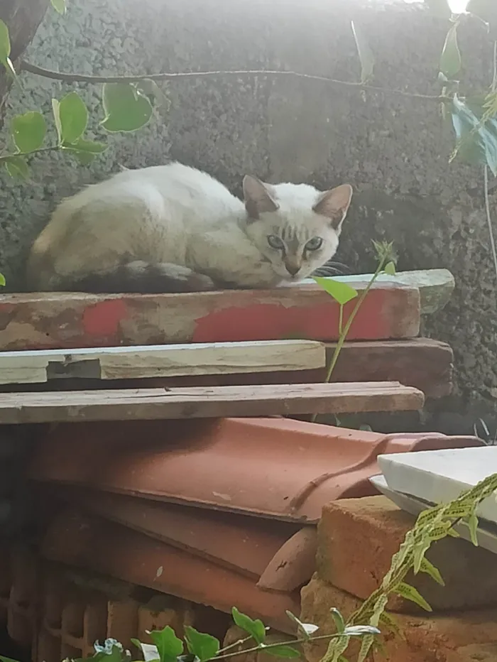 Gato ra a SRD-ViraLata idade 2 a 6 meses nome Me adota 