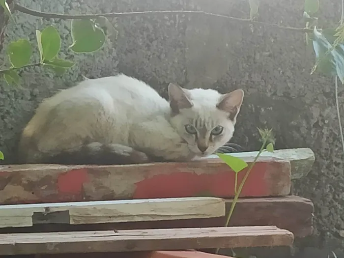 Gato ra a SRD-ViraLata idade 2 a 6 meses nome Me adota 