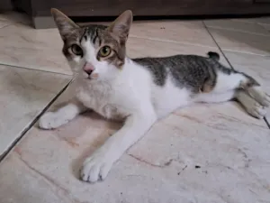 Gato raça SRD-ViraLata idade 7 a 11 meses nome Apollo