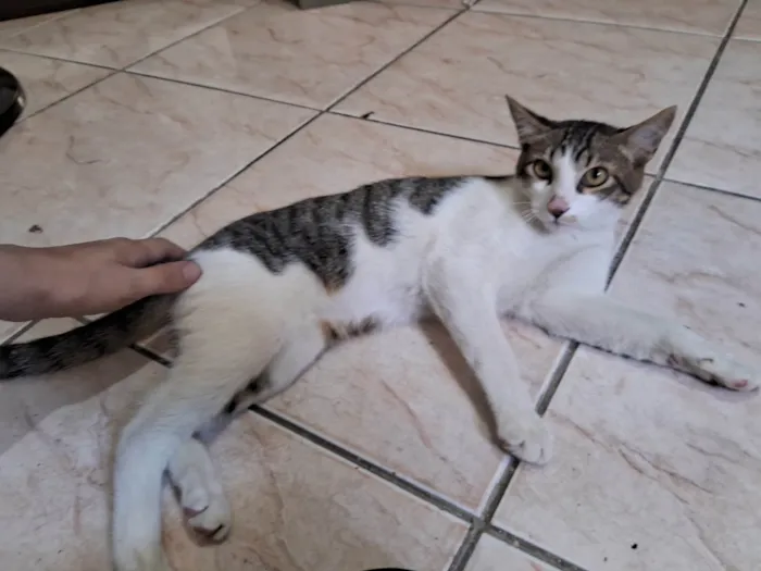 Gato ra a SRD-ViraLata idade 7 a 11 meses nome Apollo