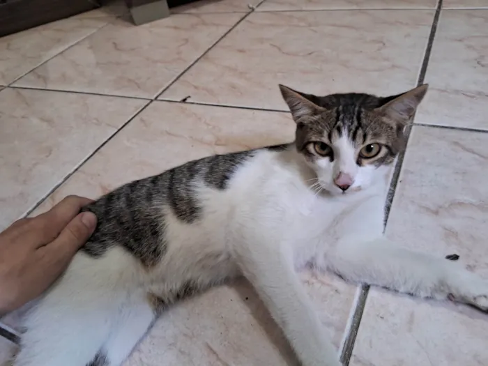 Gato ra a SRD-ViraLata idade 7 a 11 meses nome Apollo