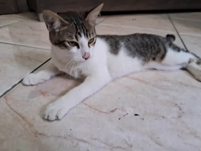 Gato ra a SRD-ViraLata idade 7 a 11 meses nome Apollo