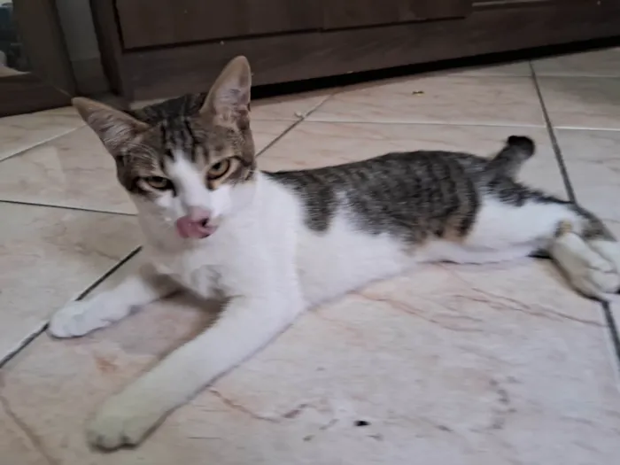 Gato ra a SRD-ViraLata idade 7 a 11 meses nome Apollo