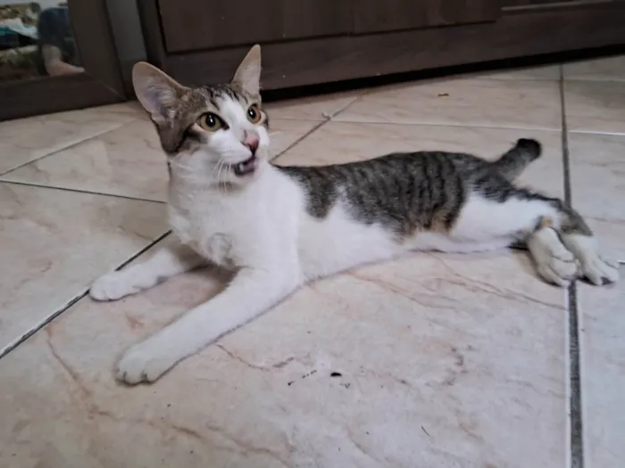 Gato ra a SRD-ViraLata idade 7 a 11 meses nome Apollo