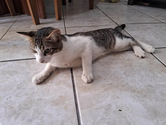 Gato ra a SRD-ViraLata idade 7 a 11 meses nome Apollo