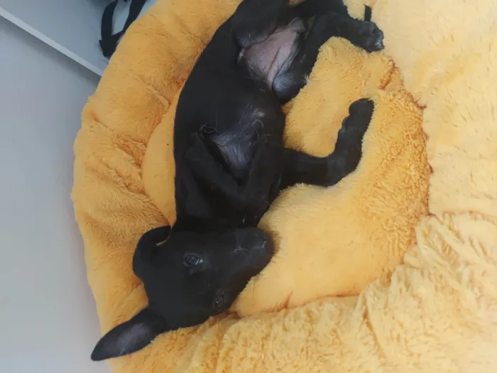 Cachorro ra a SRD-ViraLata idade Abaixo de 2 meses nome Sky